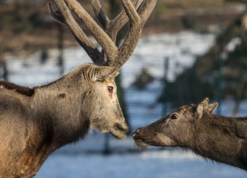 Jeleni milu. Foto: P. Vlček Jeleni milu. Foto: P. Vlček